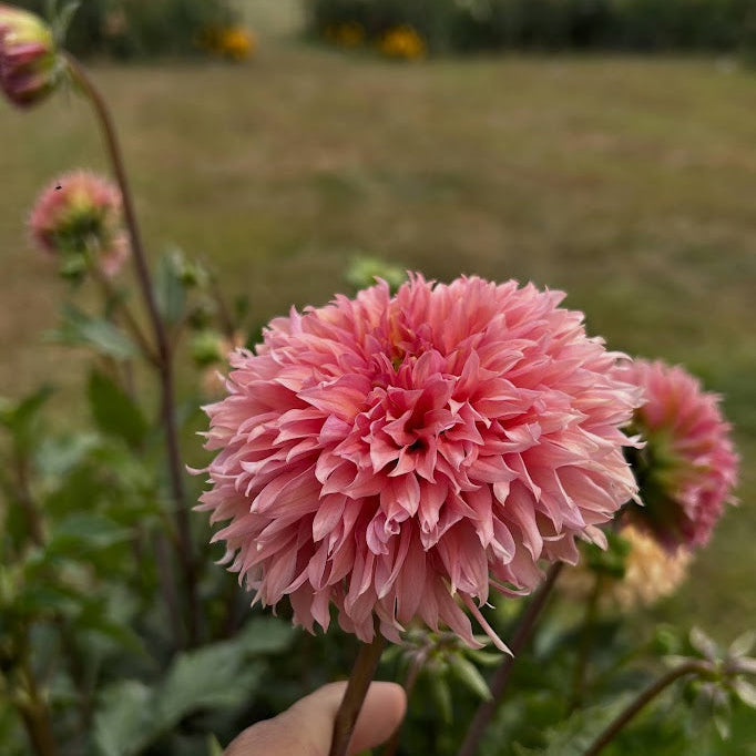 Lees Strawberry Fizz