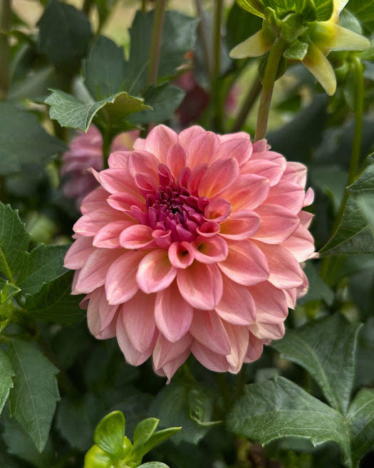 blue dahlia flower seeds Levi's Blue Smoke Seed Parent – B.A. Dahlias