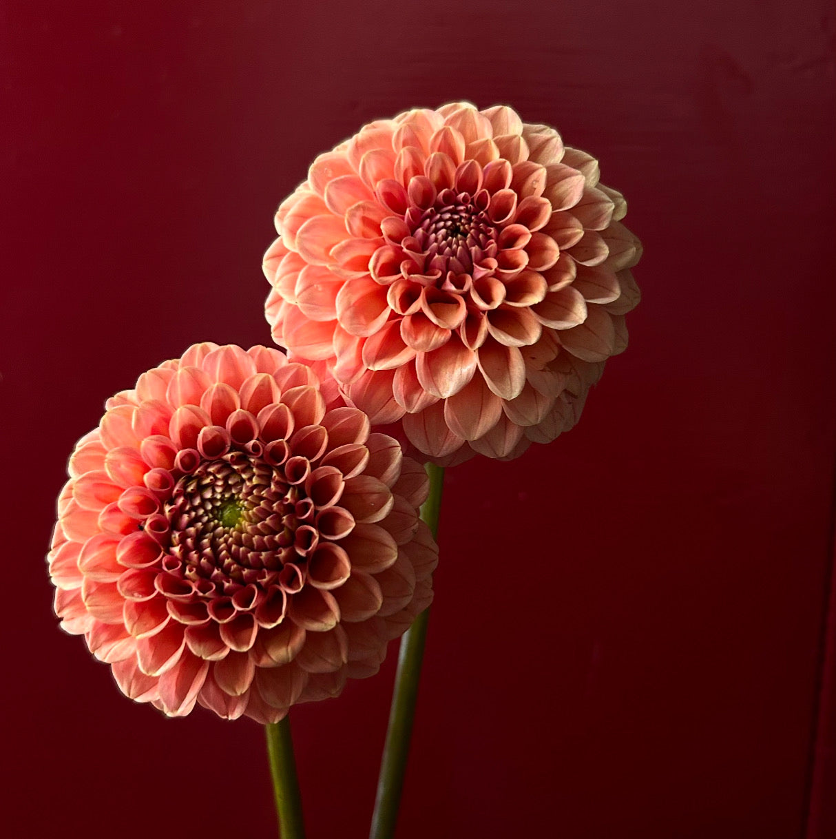 Rose Toscano