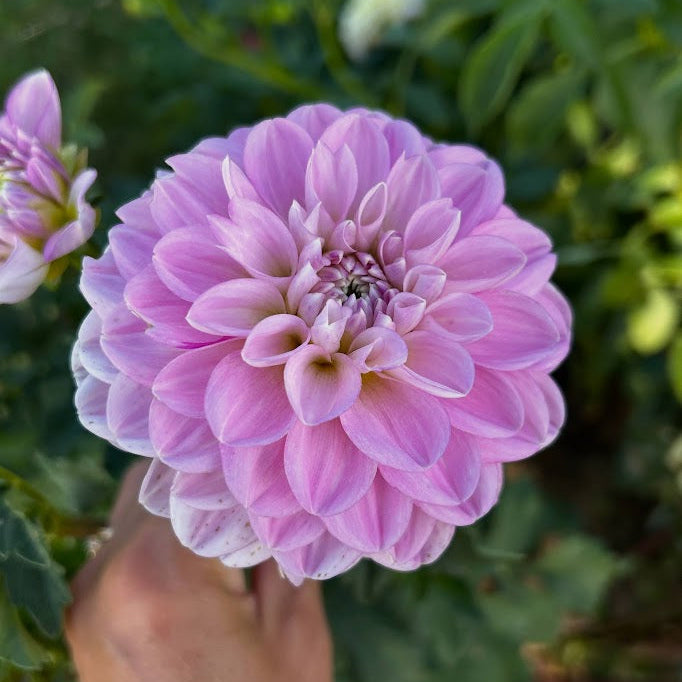 Marionberry Milkshake
