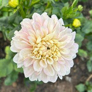 Levi's Revenant - Limit 1