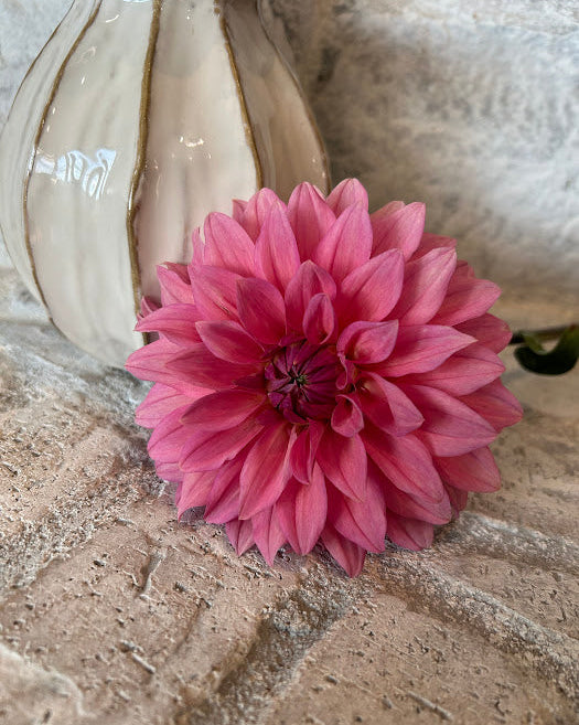 pink dahlia seeds Anne Claire Seed Parent – B.A. Dahlias