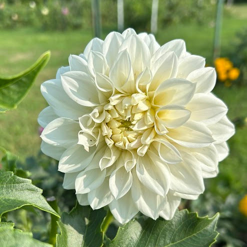 Mountain View Moonsong