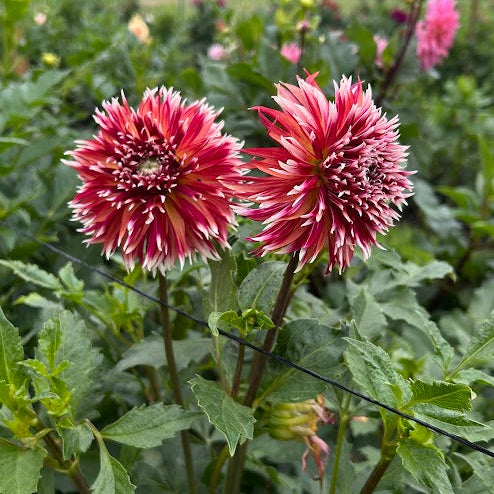 Bloomquist Firecracker