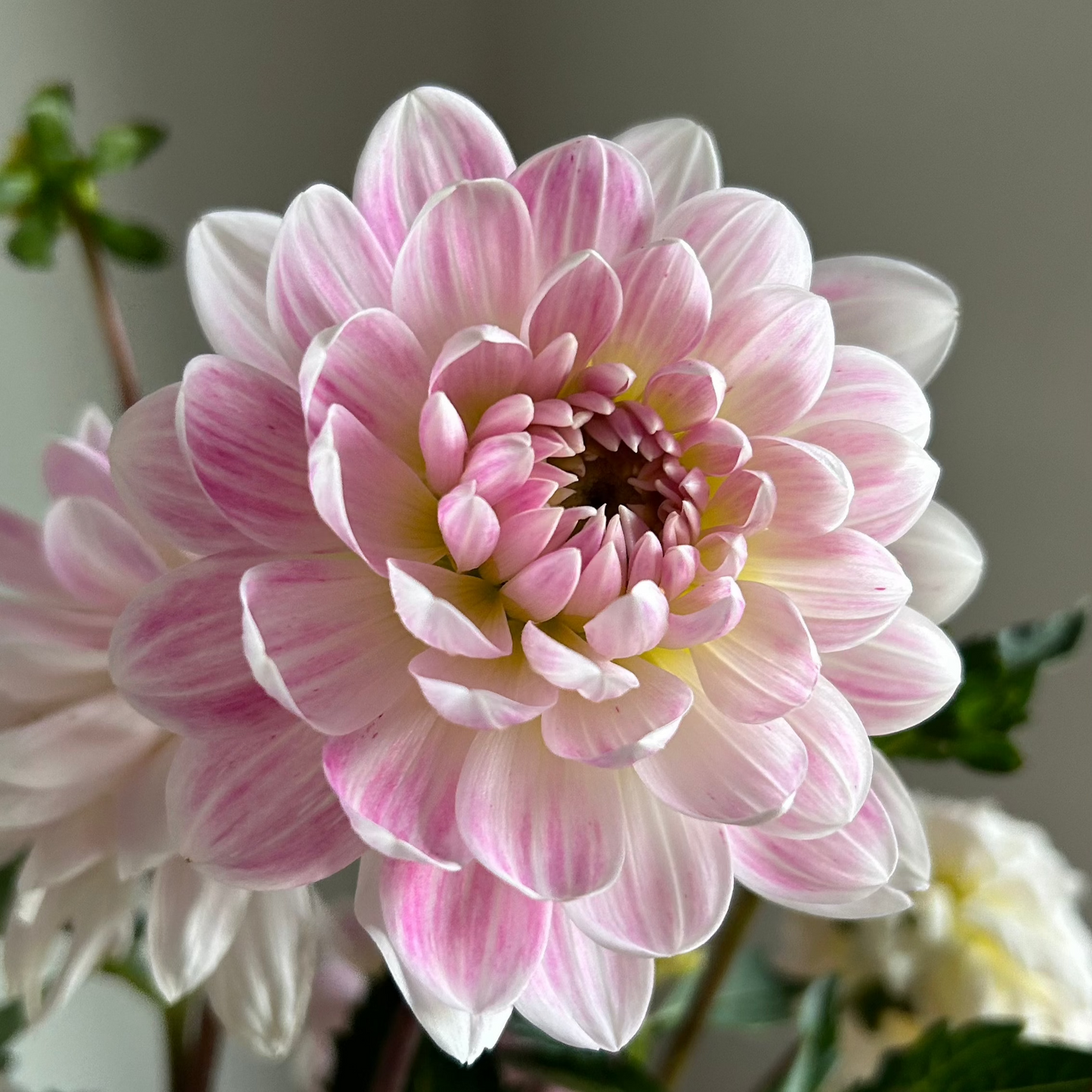 Kelgai Ann - limit 1