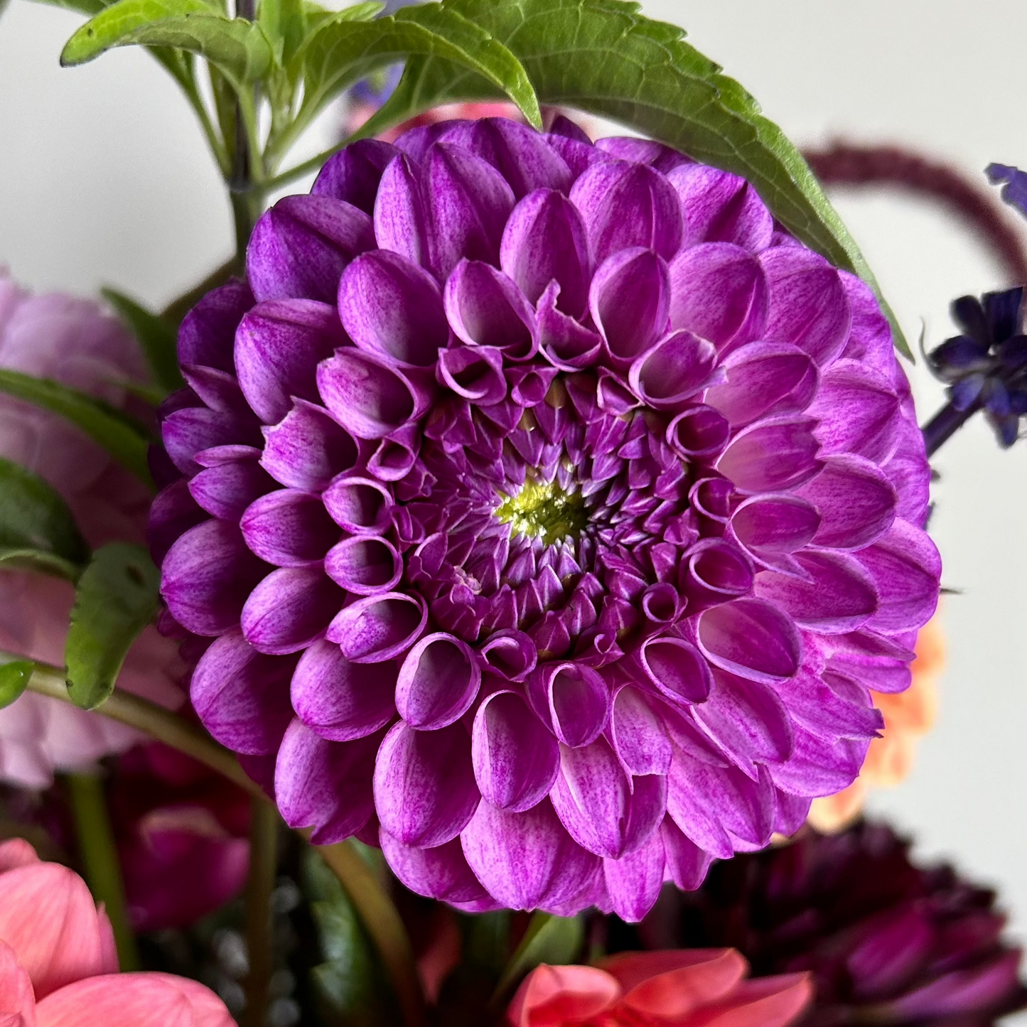 Robann Royal