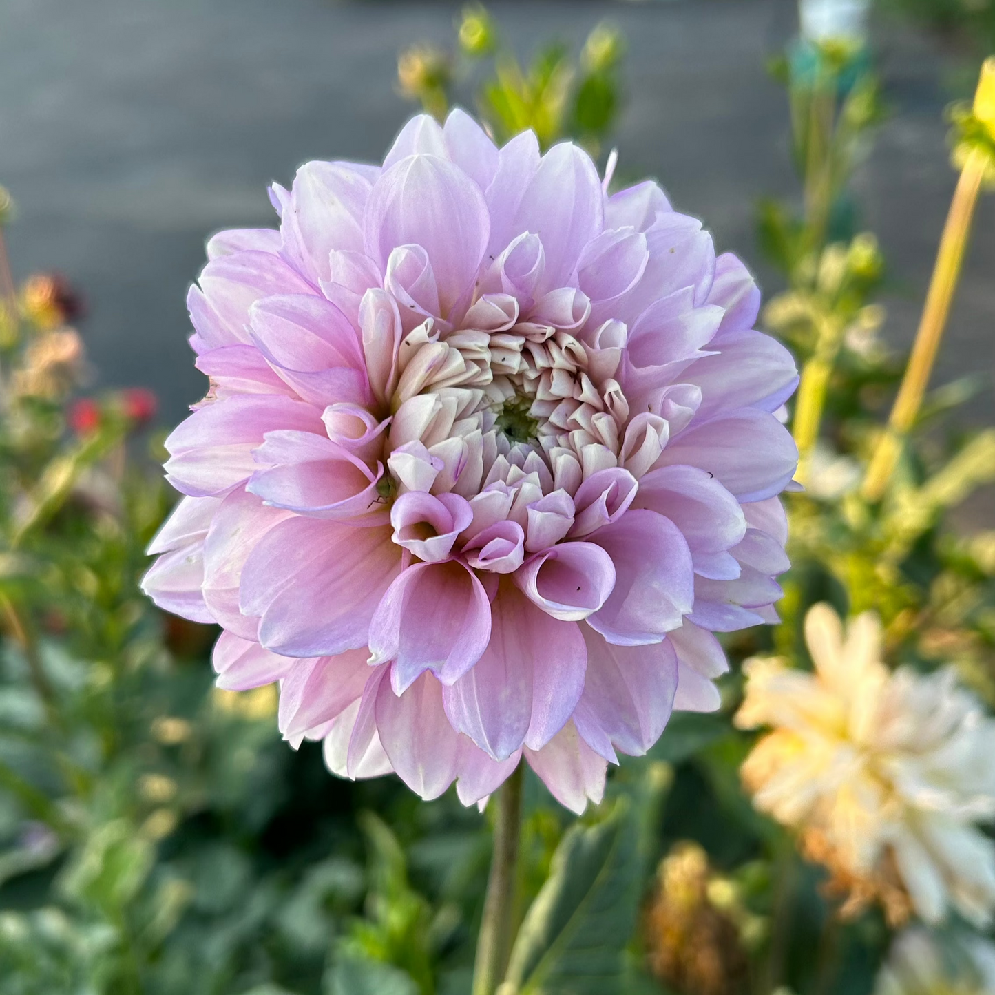 Marionberry Milkshake
