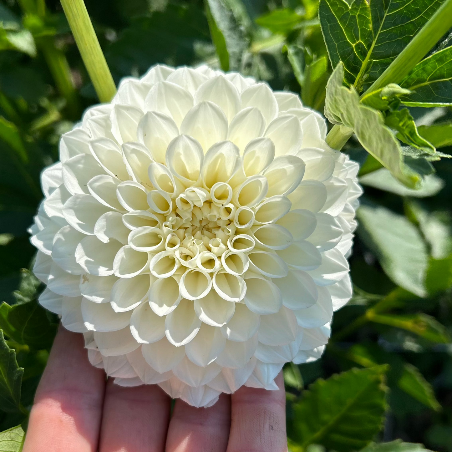 Brookside Snowball
