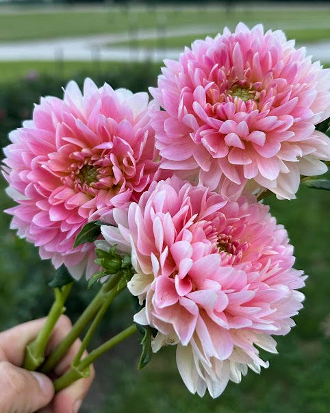 Rosemary Webb Seed Parent