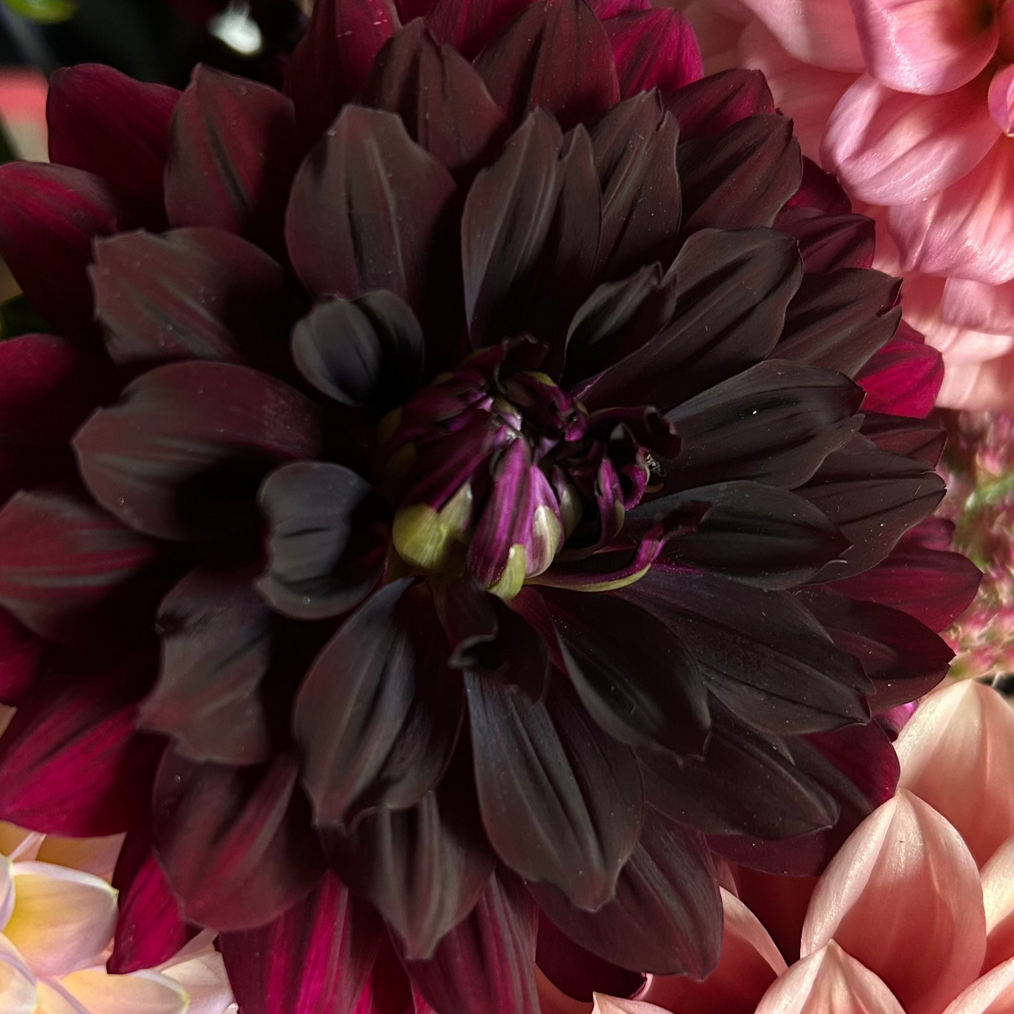 Hollyhill Black Widow