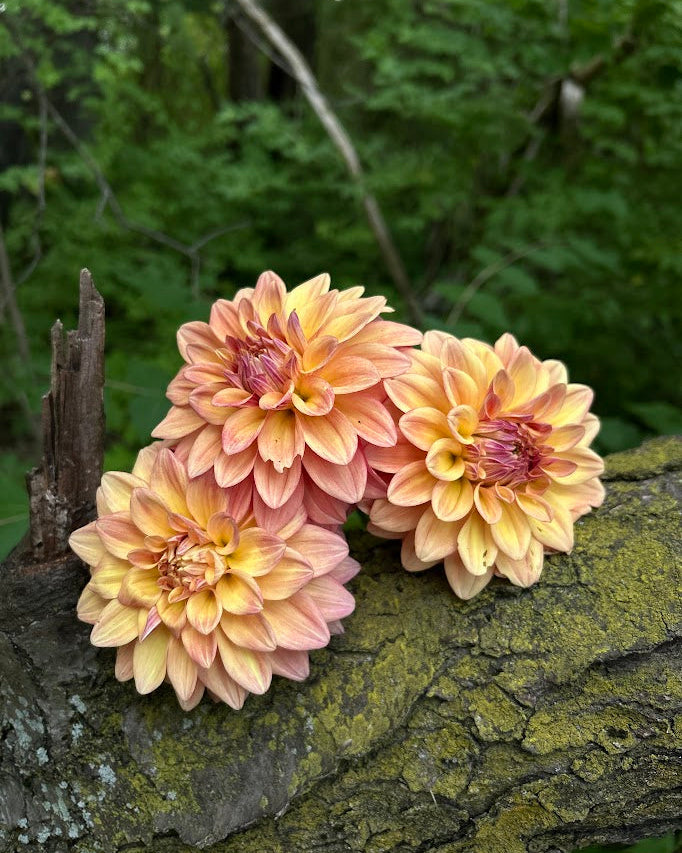 Miss Amara Seed Parent