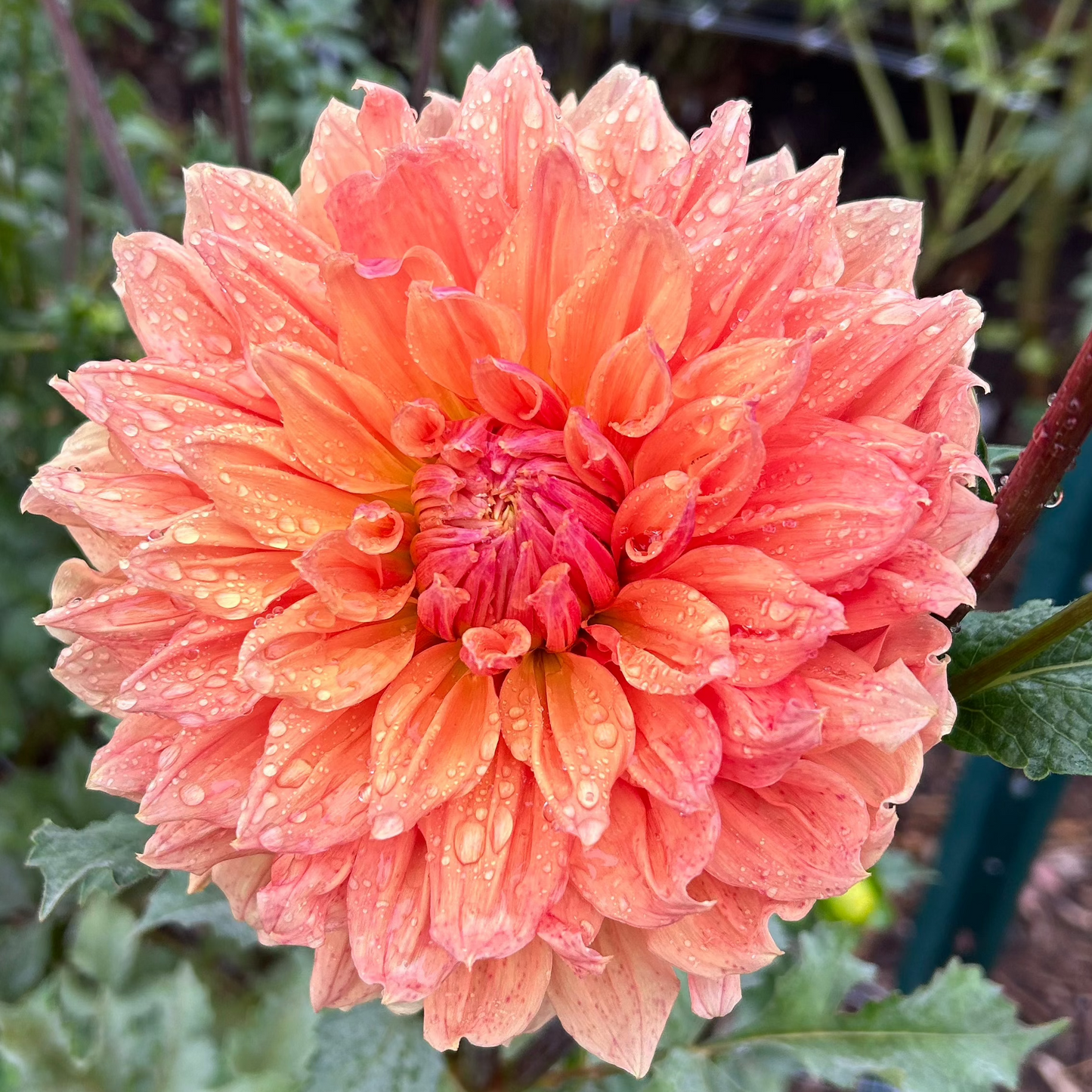 Mystery Peach