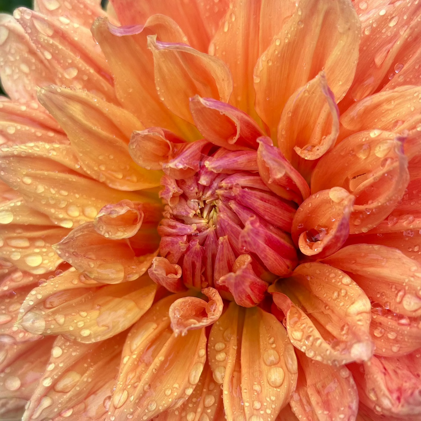 Mystery Peach