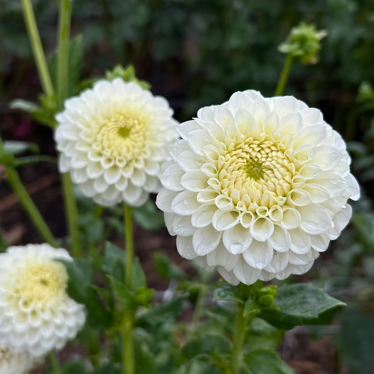 Mystery White