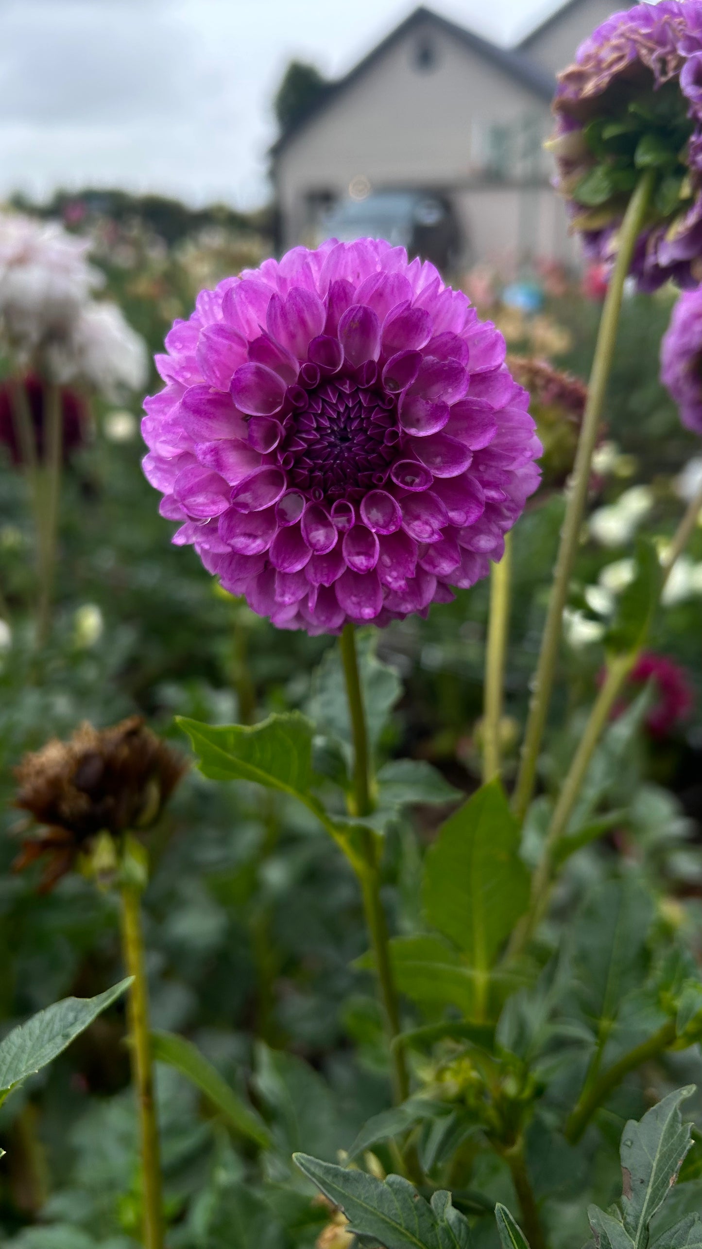Robann Royal