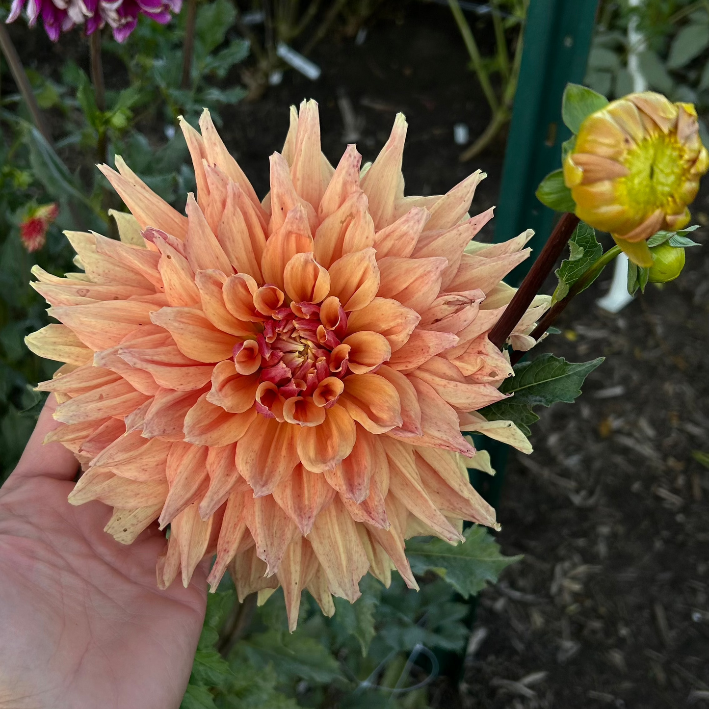 Mystery Peach
