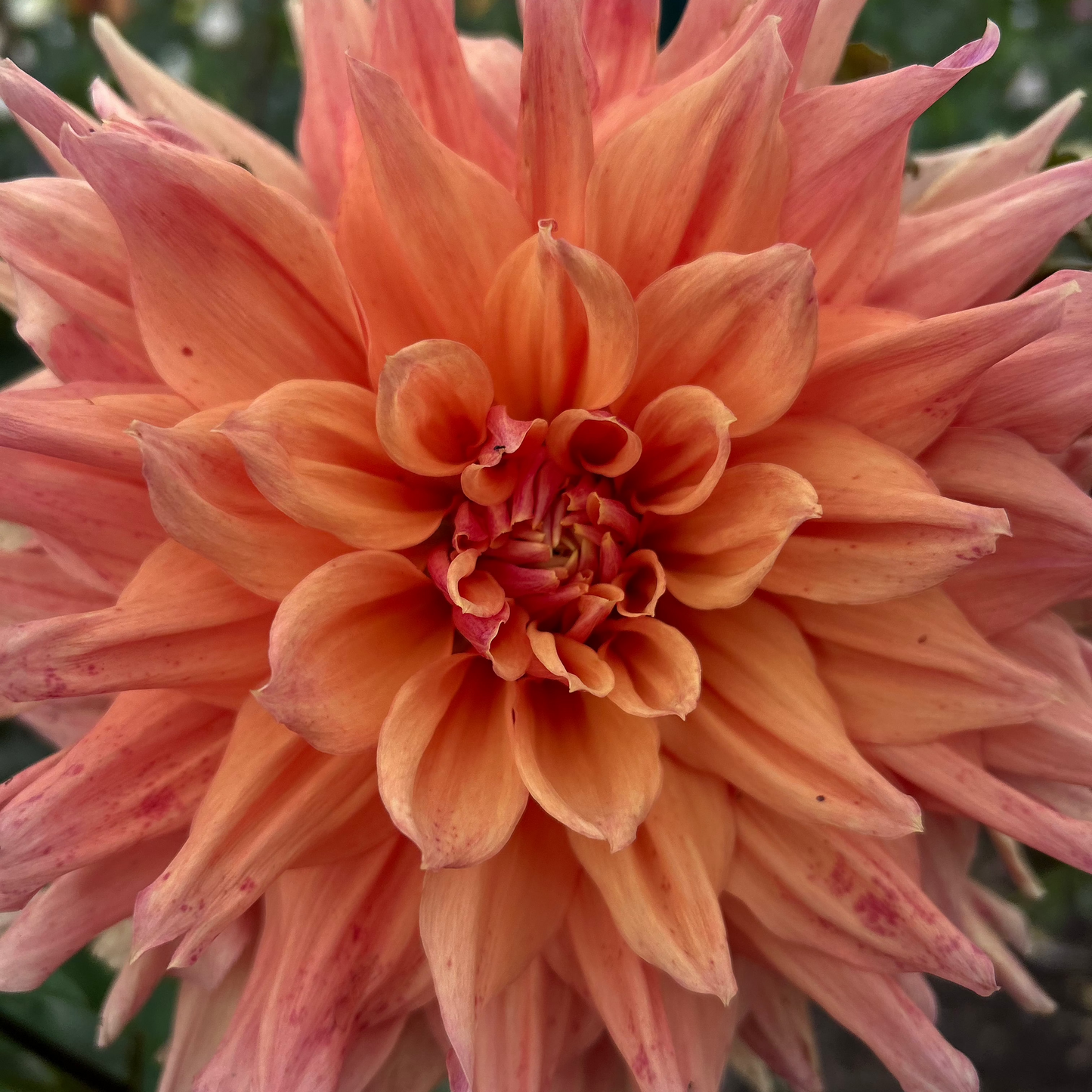 Mystery Peach