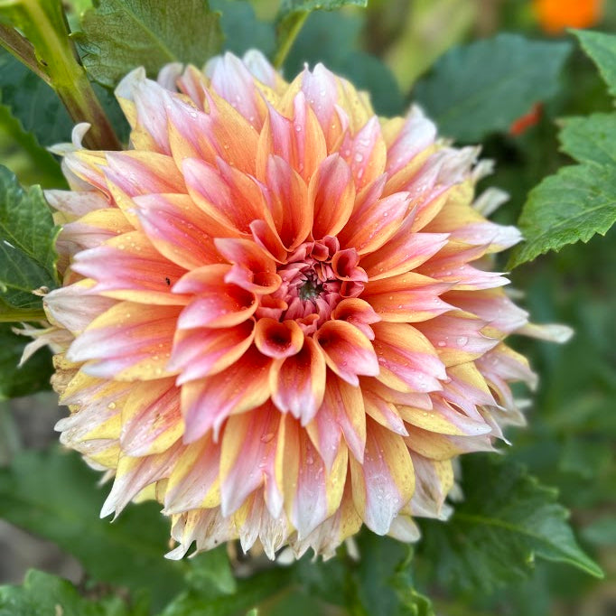 Hollyhill Ice Orange