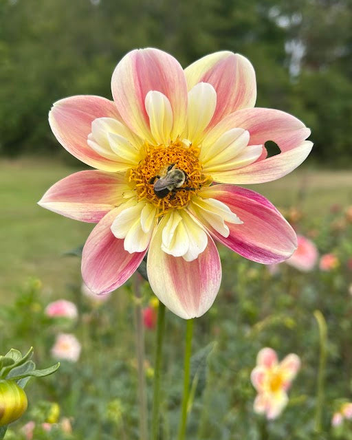 April Heather Seed Parent