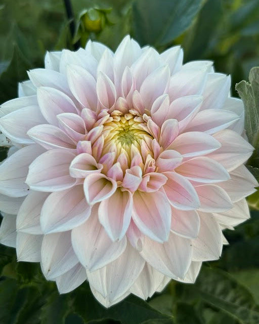 Miss Anne Francis Seed Parent