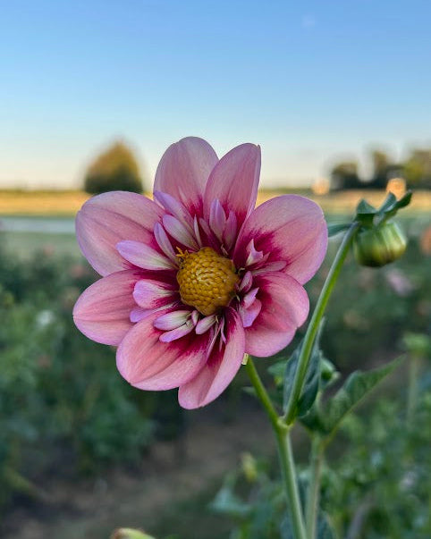 pink dahlia seeds Rhubarb and Custard Seed Parent – B.A. Dahlias