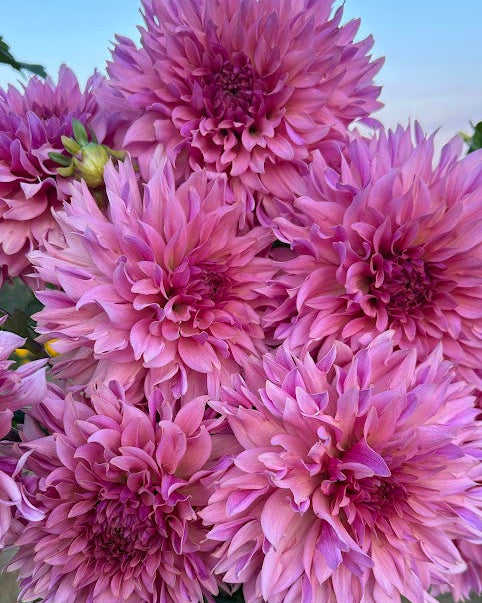 La Belle Epoque Seed Parent