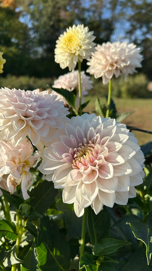 Miss Anne Francis - Limit 1