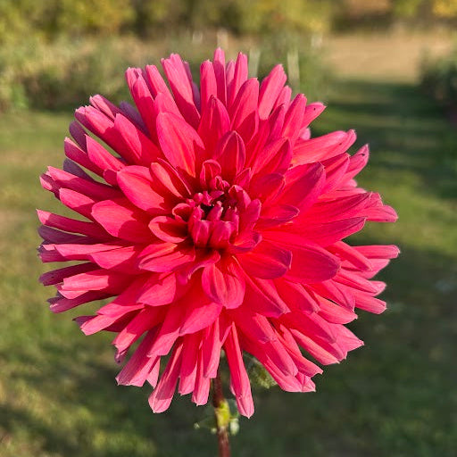 Allen's Smokey Skies