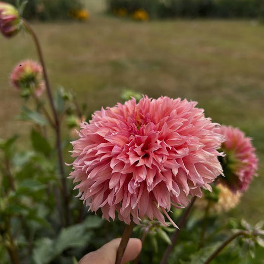 Lees Strawberry Fizz