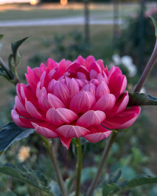 Hollyhill Daydream Seed Parent