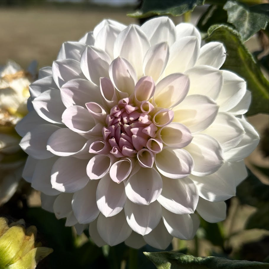 Lakeview Premier (maybe)