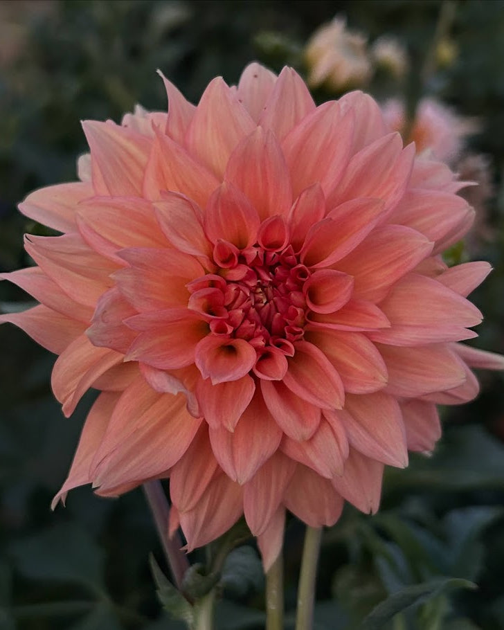 Peach Delight (AU) Seed Parent