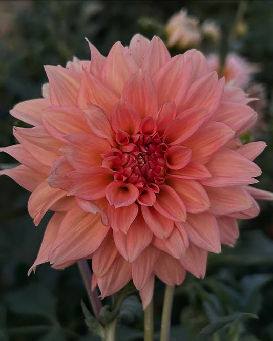 Peach Delight (AU) Seed Parent