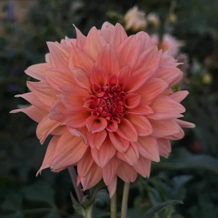 Peach Delight - Limit 1