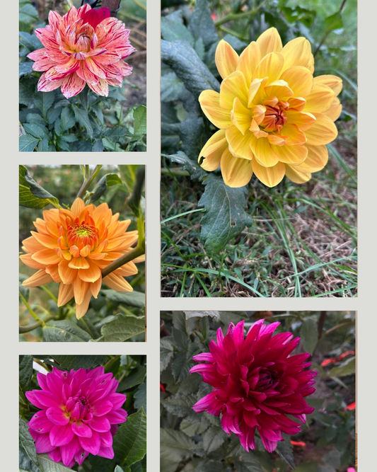 Hollyhill Waterlily Mix