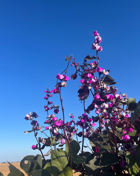 Purple Hyacinth Bean Seeds
