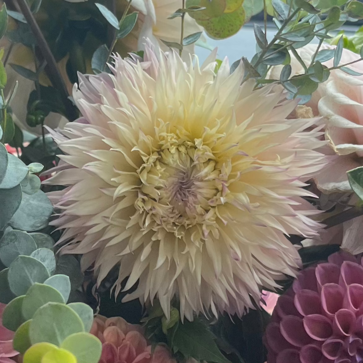 Pinelands Princess