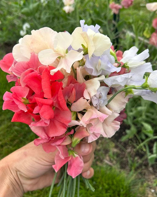 Sweet Pea Mix