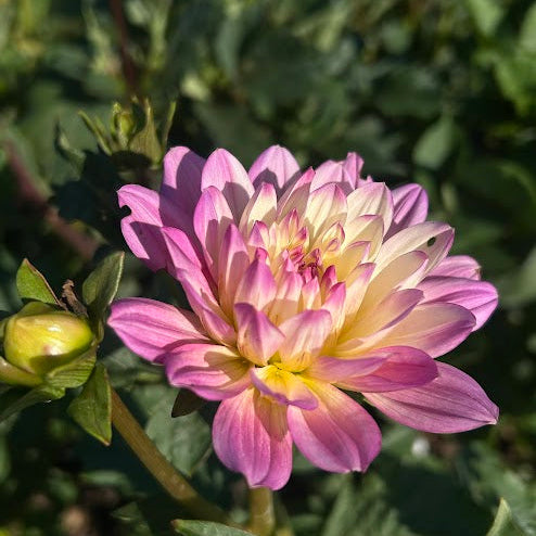 Hollyhill Pink Martini