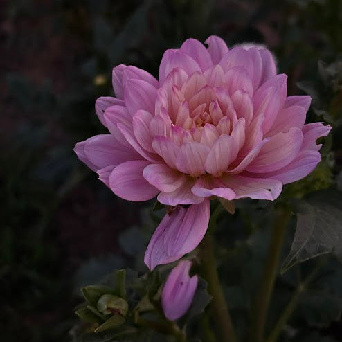 Hollyhill Pink Martini