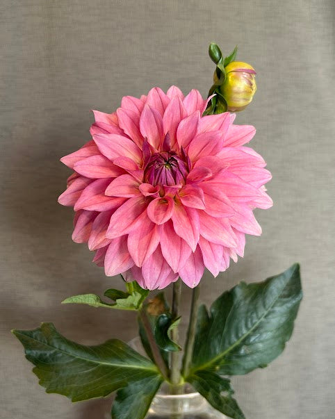 Anne Claire Seed Parent