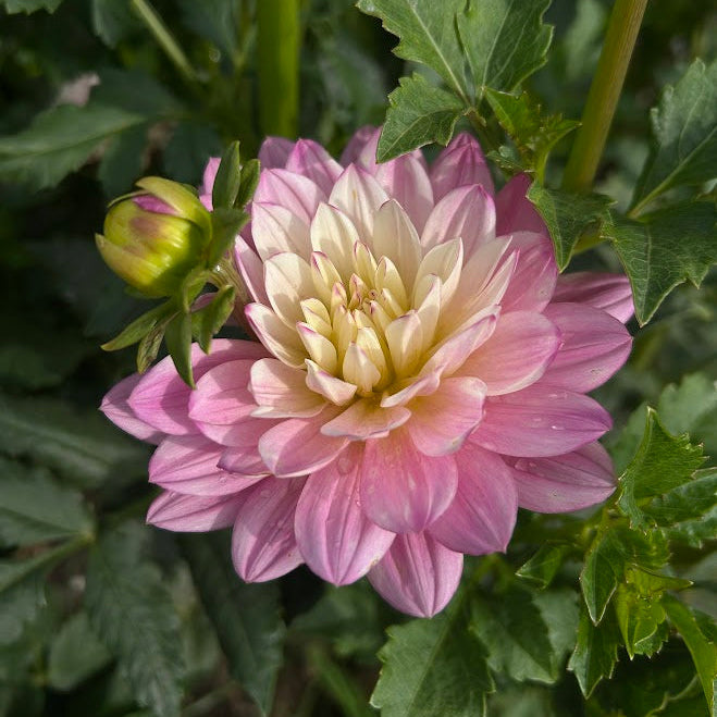 Hollyhill Pink Martini