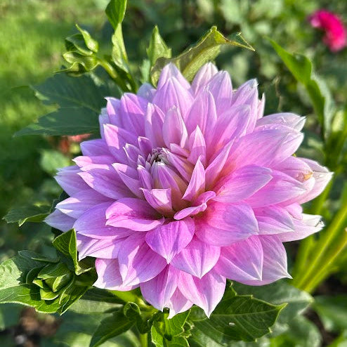 Ferncliff Inspiration