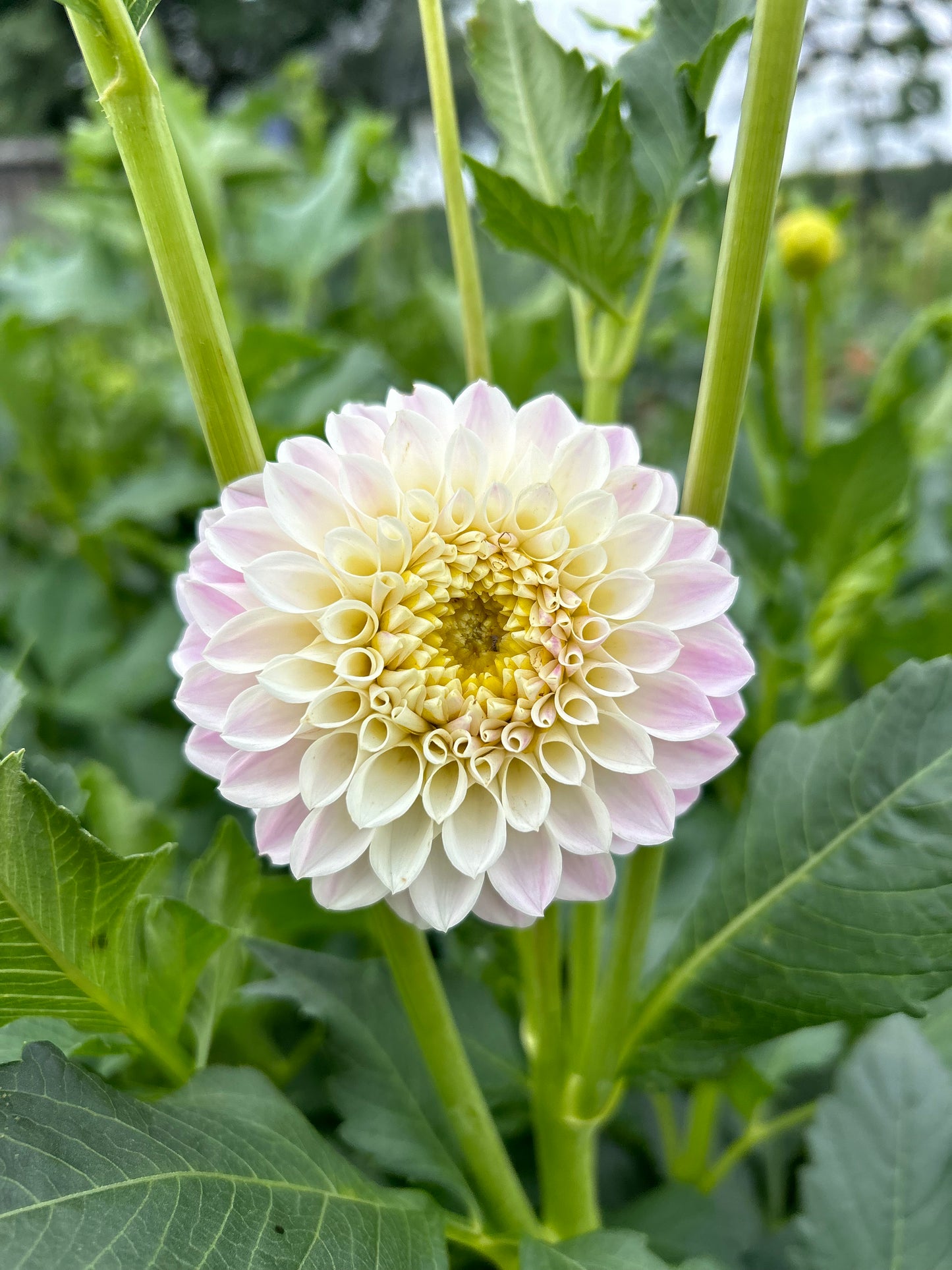 Tahoma Kelli