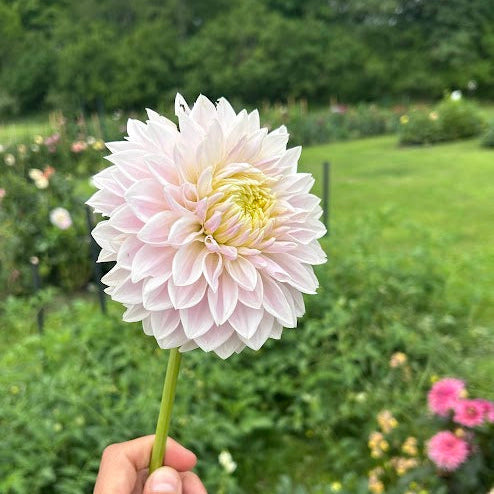 Miss Anne Francis - Limit 1