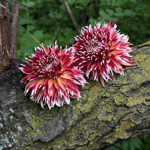 Bloomquist Firecracker
