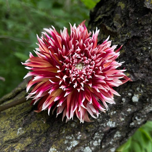 Bloomquist Firecracker