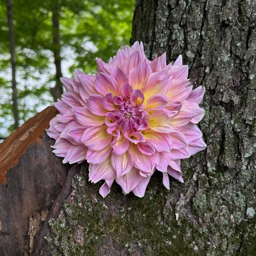 Kidds Climax/ Strawberry Ice