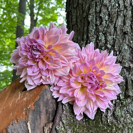 Kidds Climax/ Strawberry Ice