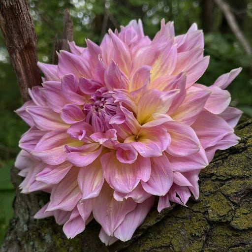 Kidds Climax/ Strawberry Ice